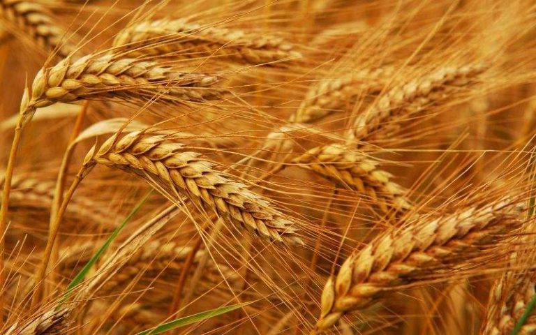 پاکستان نے سارک فوڈ بینک کیلئے گندم کا اپنا حصہ دگنا کردیا