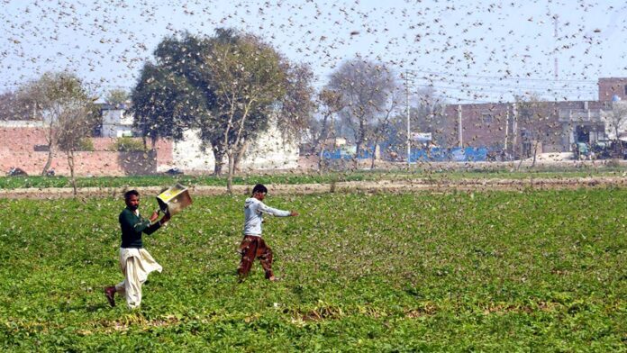 PAKISTAN-OKARA-LOCUST-OUTBREAK