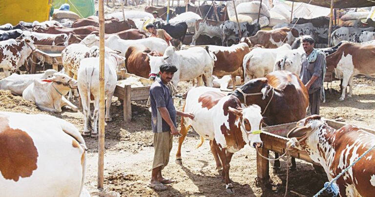 کورونا کے باعث قربانی کے جانوروں کی آن لائن خریداری کا رجحان بڑھنے لگا