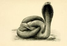 what is cobra effect