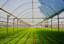 کیا کارپوریٹ فارمنگ دیہات میں غربت کو ختم کر سکتی ہے؟ corporate farming