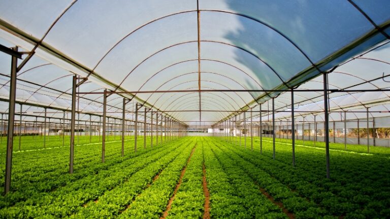 کیا کارپوریٹ فارمنگ دیہات میں غربت کو ختم کر سکتی ہے؟
